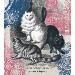 Angoora kassid : postkaart