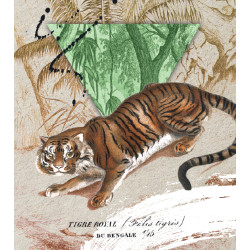 Bengali tiiger : postkaart