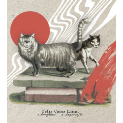 Aafrika metskass : postkaart