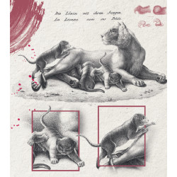 Lõvi ja tema pojad : postkaart