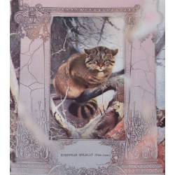 Euroopa metskass : postkaart