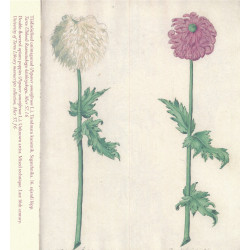 Täidisõielised unimagunad...