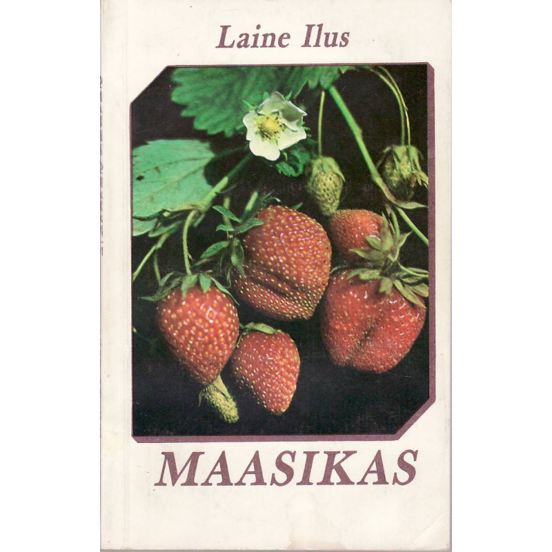 Maasikas